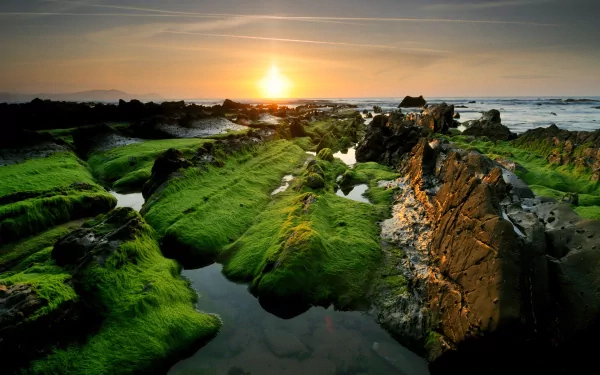 HD desktop wallpaper showcasing a serene coastal scene with vibrant green moss-covered rocks bathed in the warm glow of a setting sun over the ocean.
