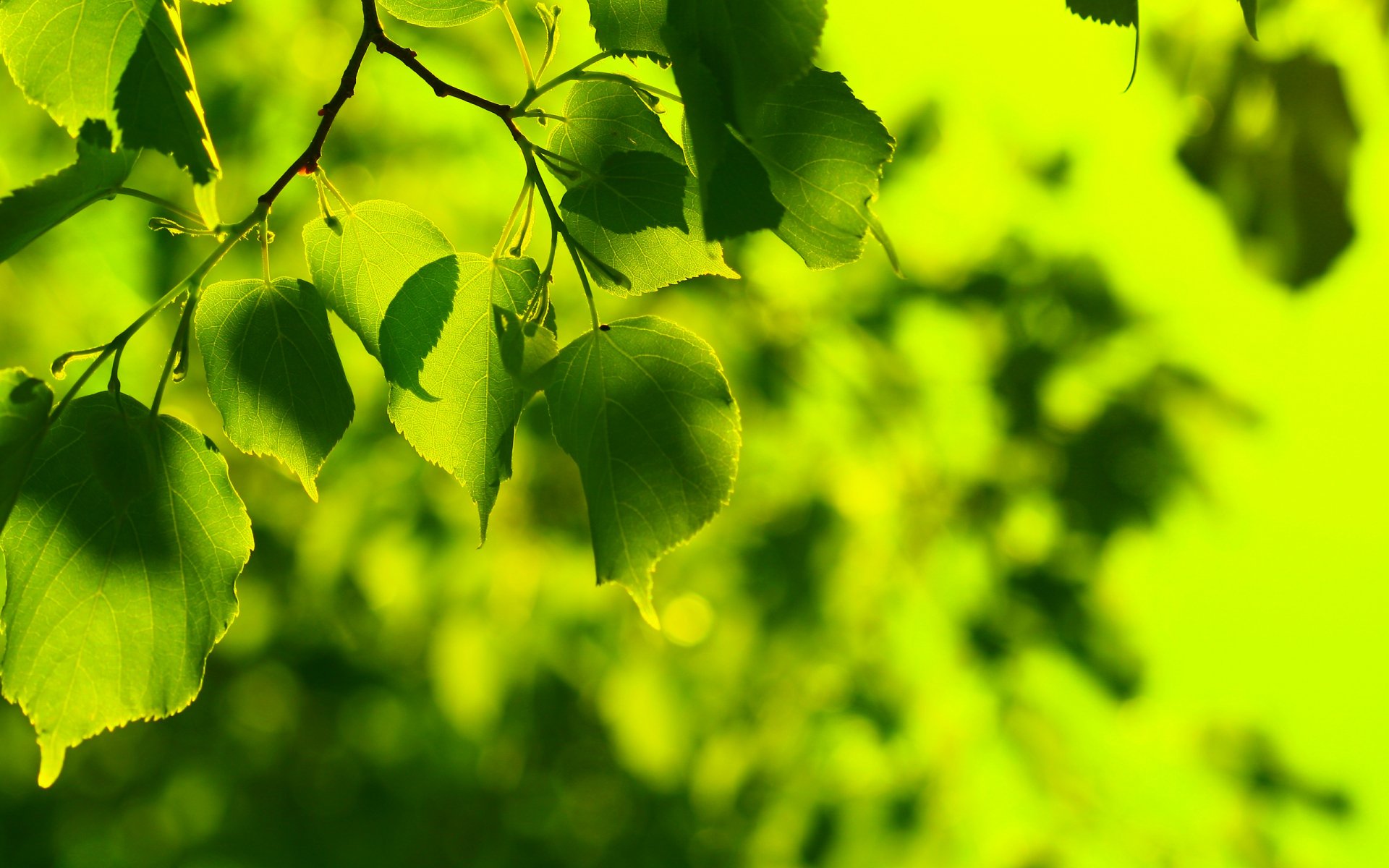 Download Nature Leaf HD Wallpaper