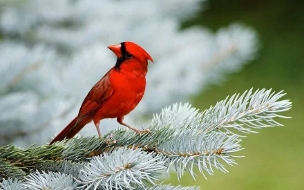 Animal cardinal HD Desktop Wallpaper | Background Image