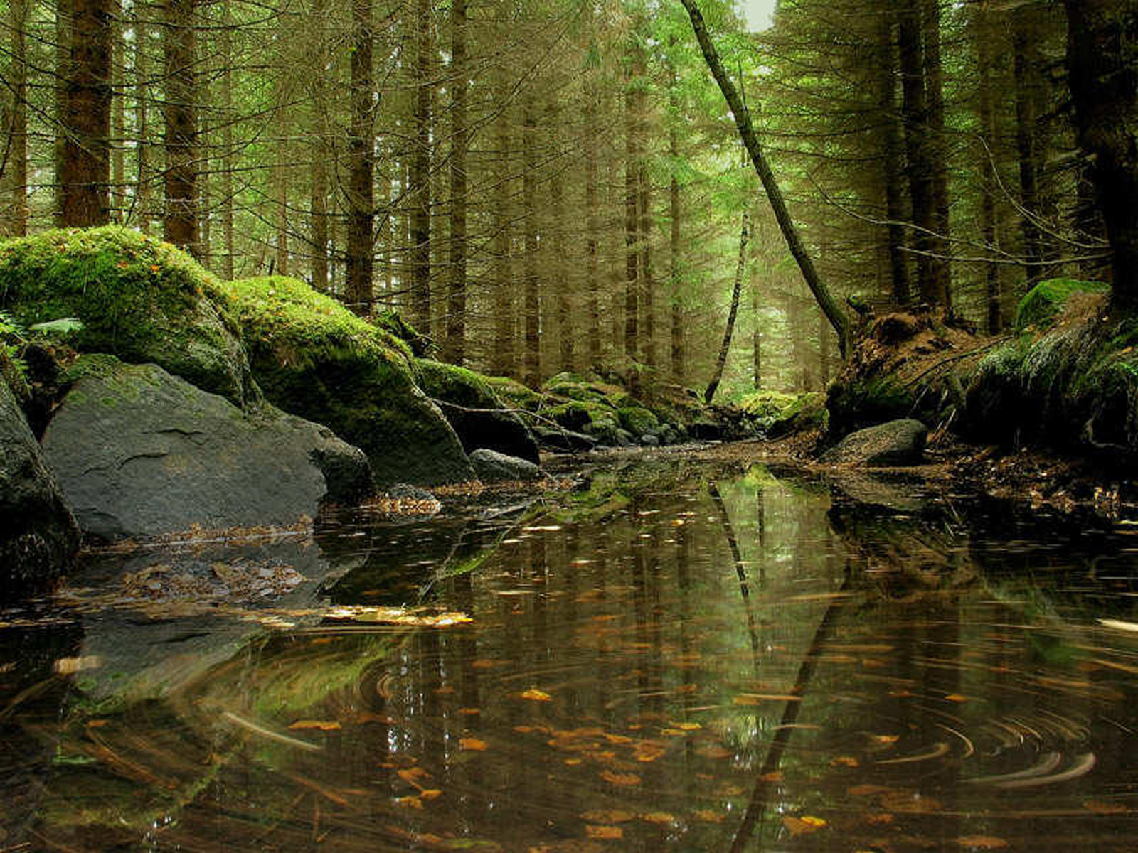 Nature Forest HD Wallpaper | Background Image