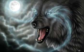 动物高清壁纸 桌面背景