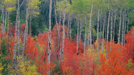 tree nature birch HD Desktop Wallpaper | Background Image