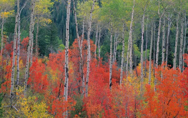 tree nature birch HD Desktop Wallpaper | Background Image