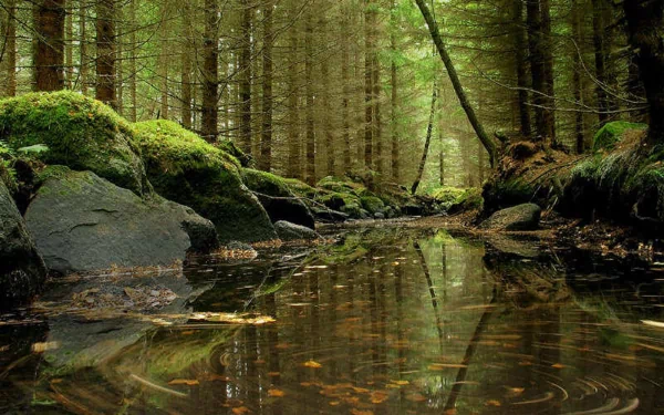 pond nature forest HD Desktop Wallpaper | Background Image