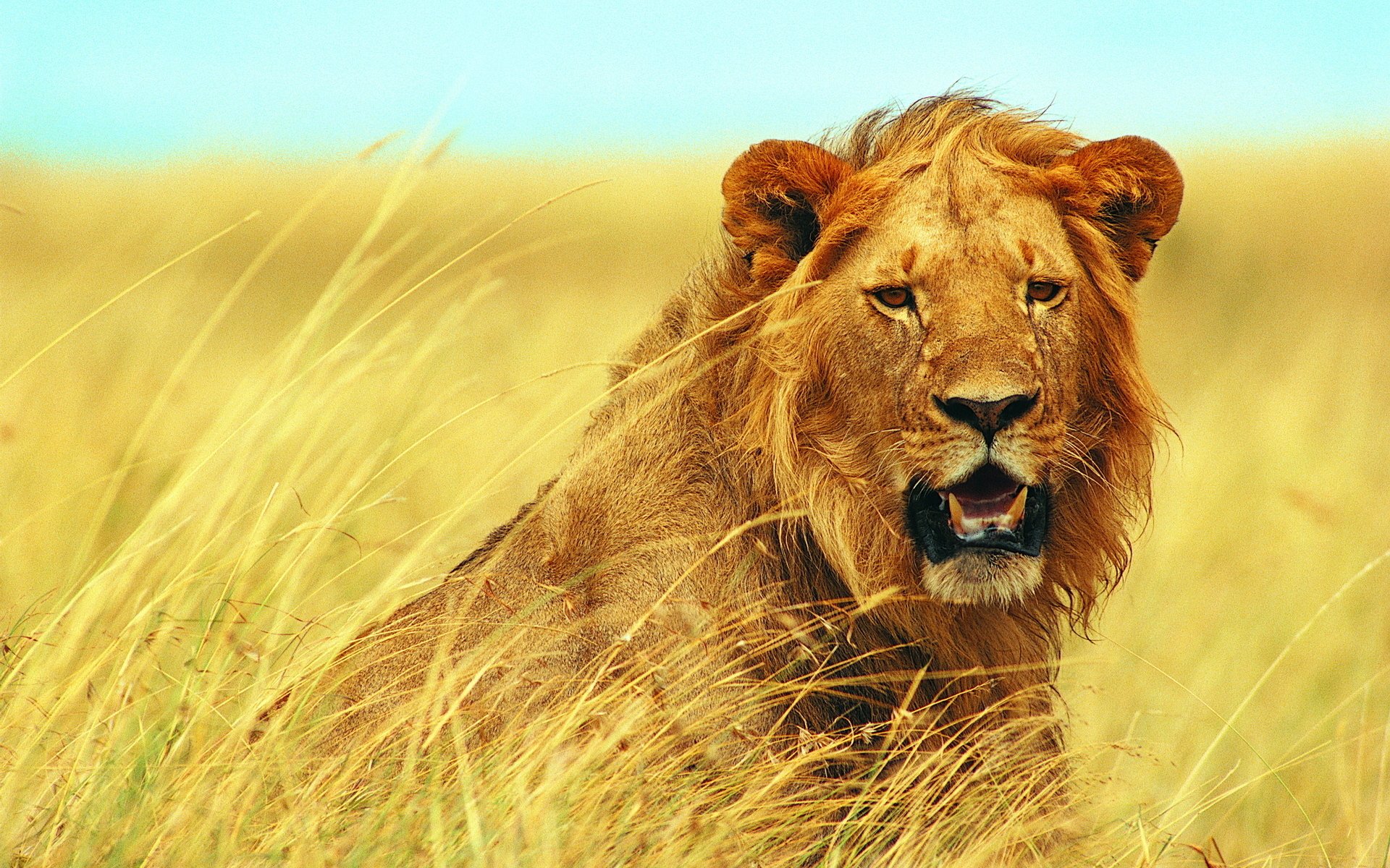 HD desktop wallpaper of a lion in tall, golden grass with a clear blue sky background.