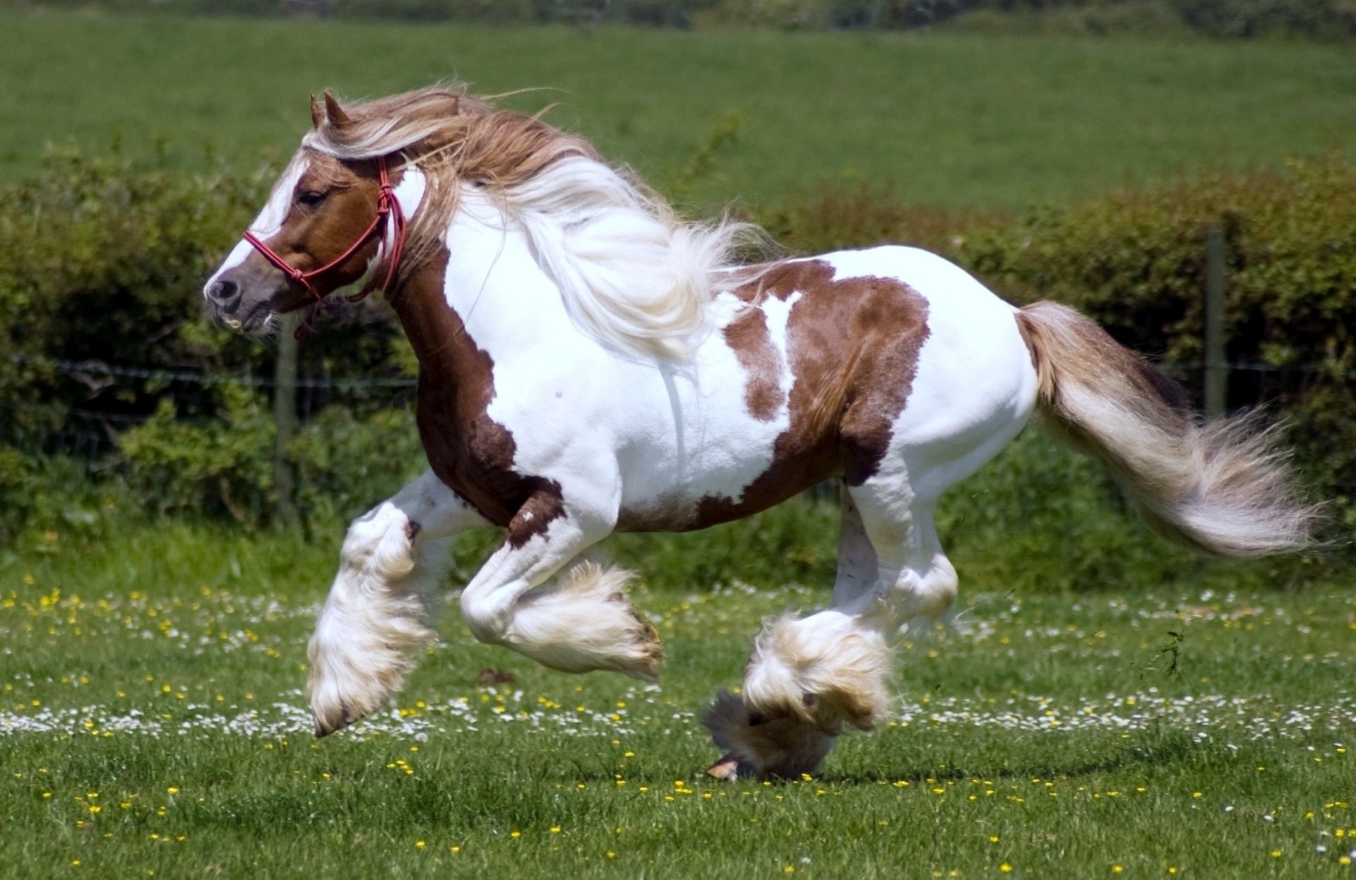 A striking HD wallpaper featuring a beautiful horse with a patchy coat, galloping across a vibrant green field, capturing the essence of freedom and grace in nature.