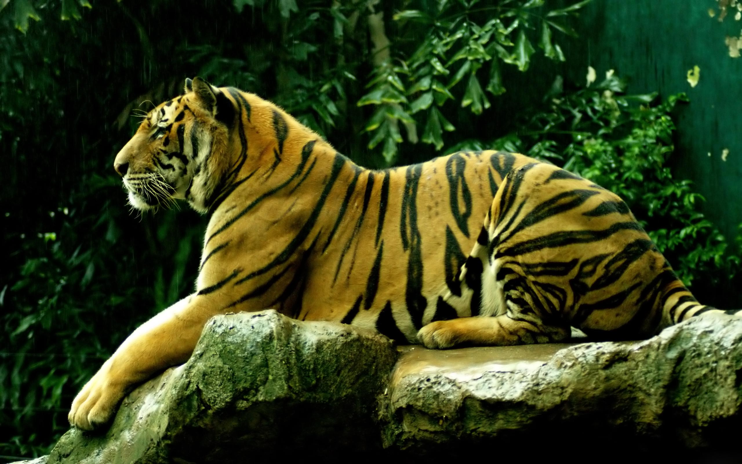 10+ Siberian Tiger HD Wallpapers and Backgrounds