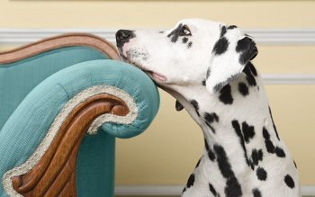 Dalmatian Wallpaper and Background Image | 1580x1264 | ID:49353