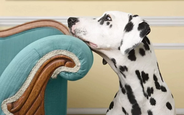 Animal — Dalmatian: HD PC desktop wallpaper showing a white-and-black spotted dog resting its head on a teal sofa arm against a pale yellow wall.