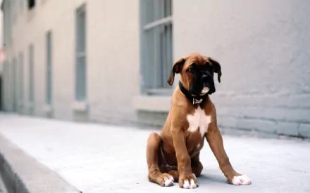 HD desktop wallpaper featuring a young boxer dog sitting on a sidewalk beside a building with soft, neutral tones.