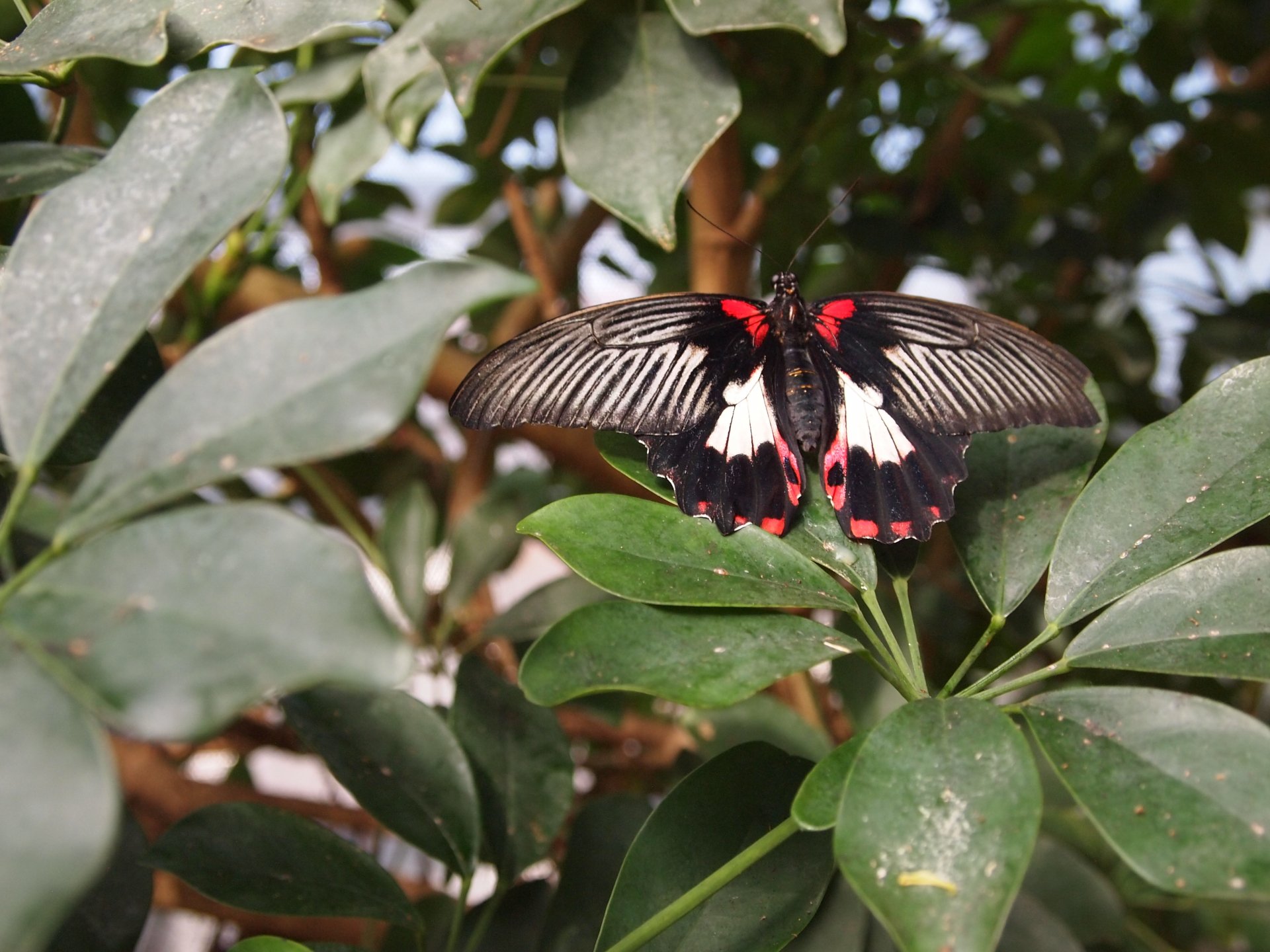 Farfalla 7 by mikevero