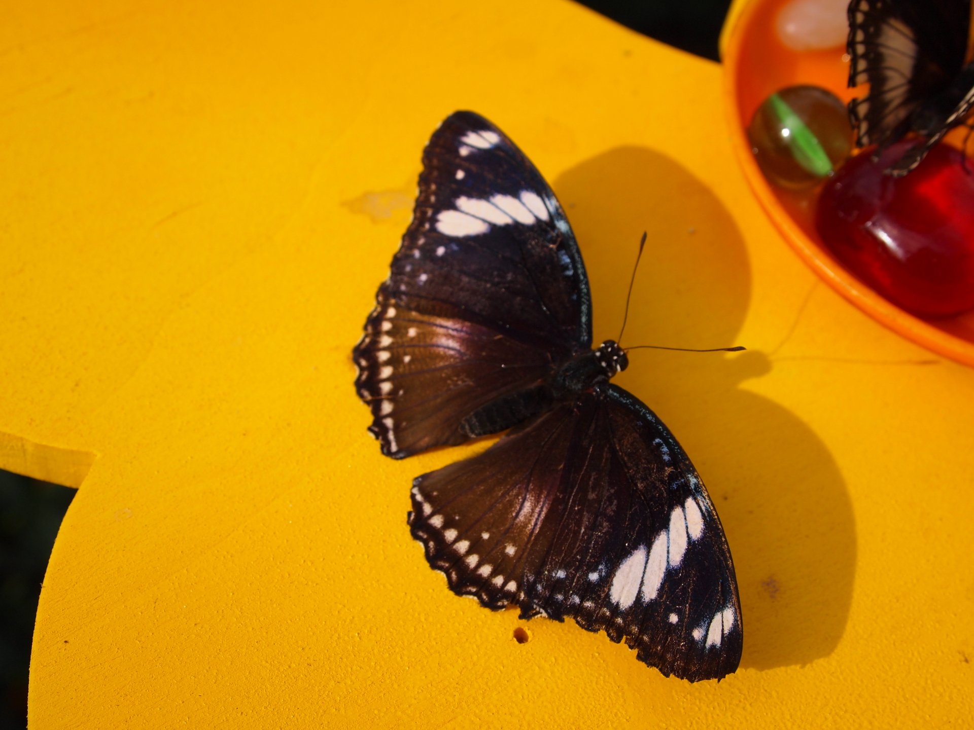 Farfalla 8 by mikevero