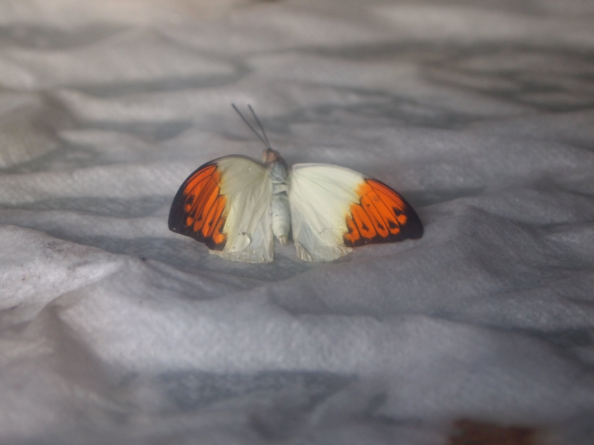 Farfalla 10 by mikevero