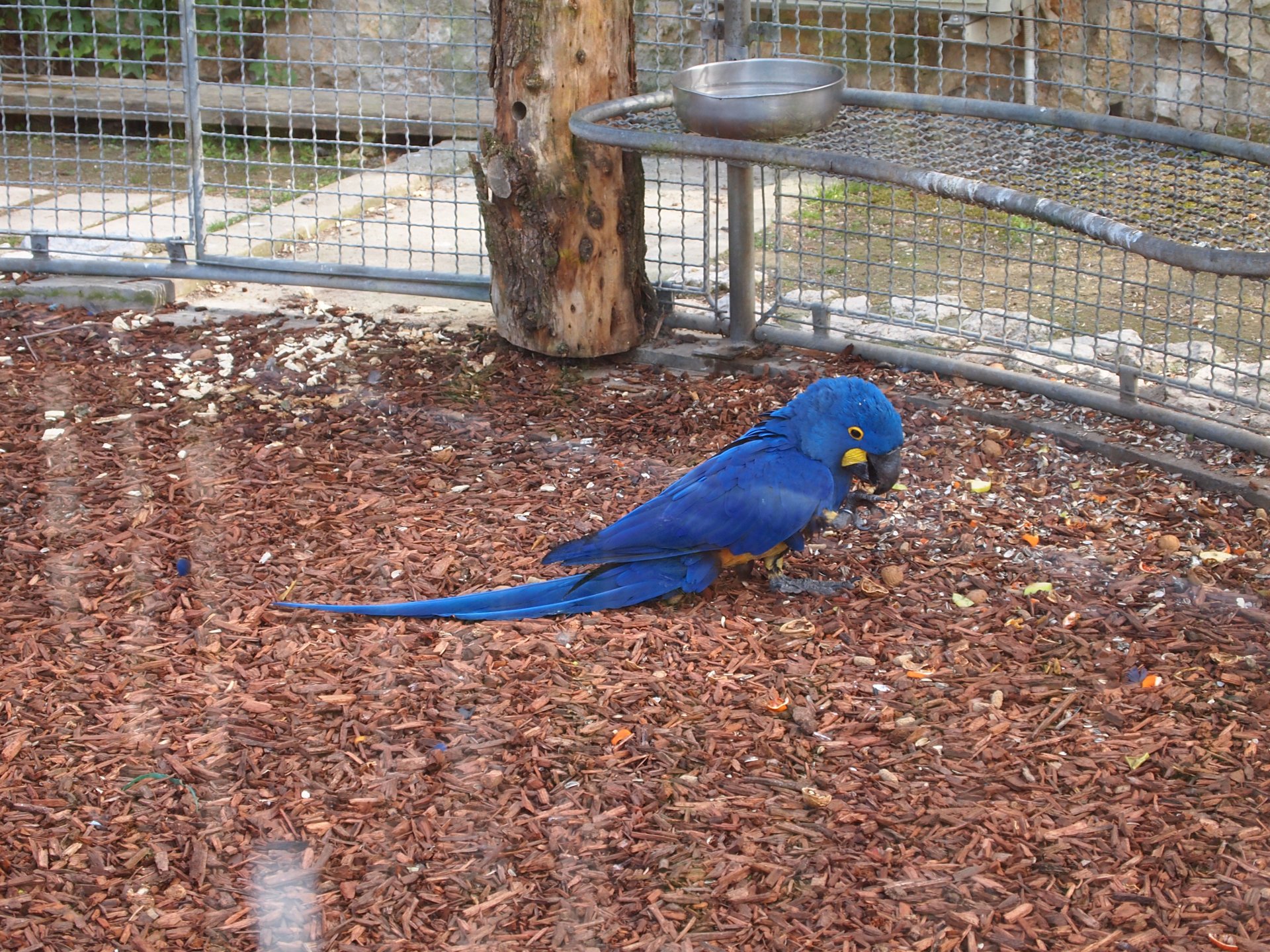 A vibrant hyacinth macaw stands on wood chips inside an enclosed area, captured in 4K Ultra HD for a striking PC desktop wallpaper background.