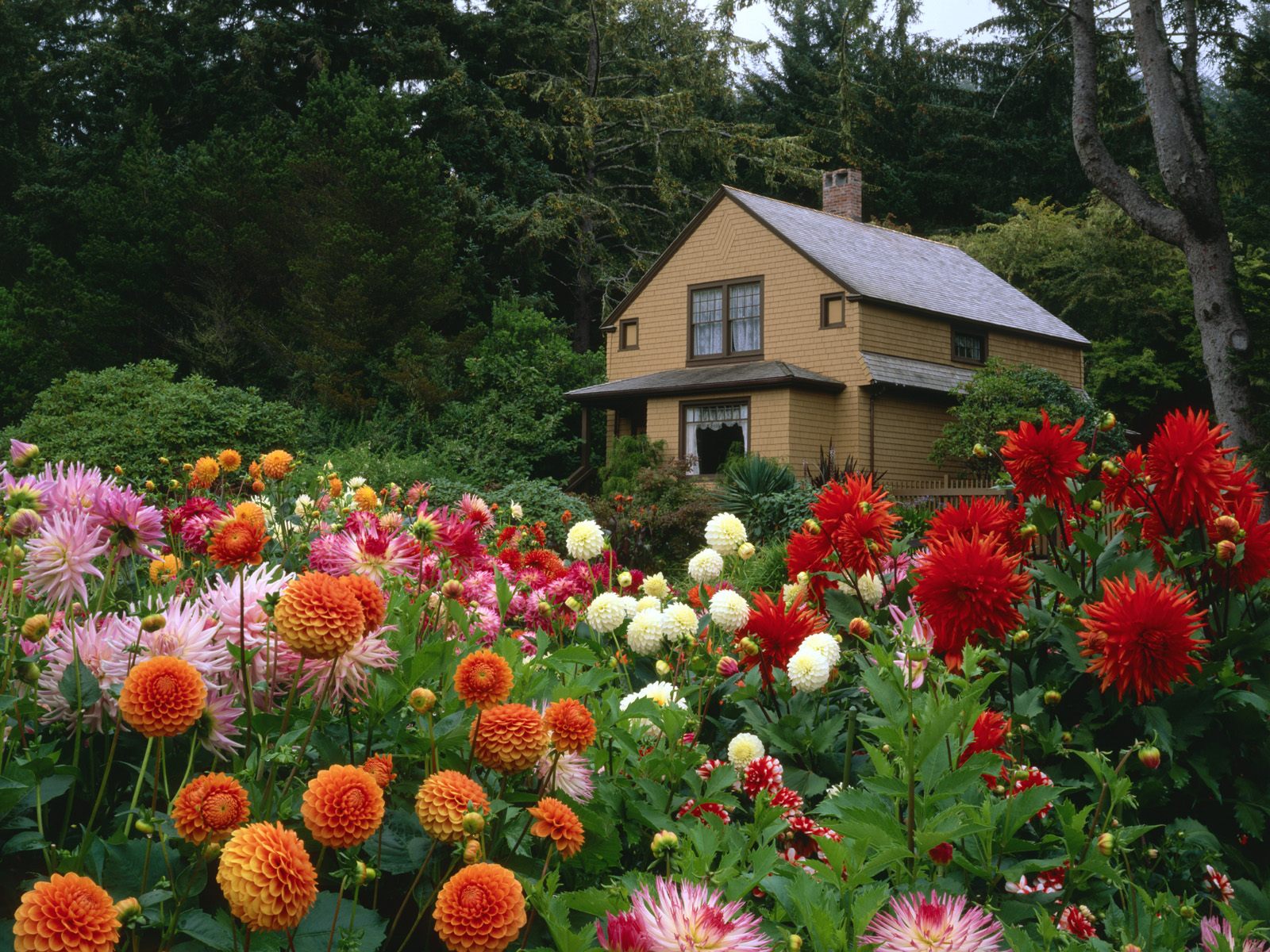 House surrounded by beautiful garden with dahlias