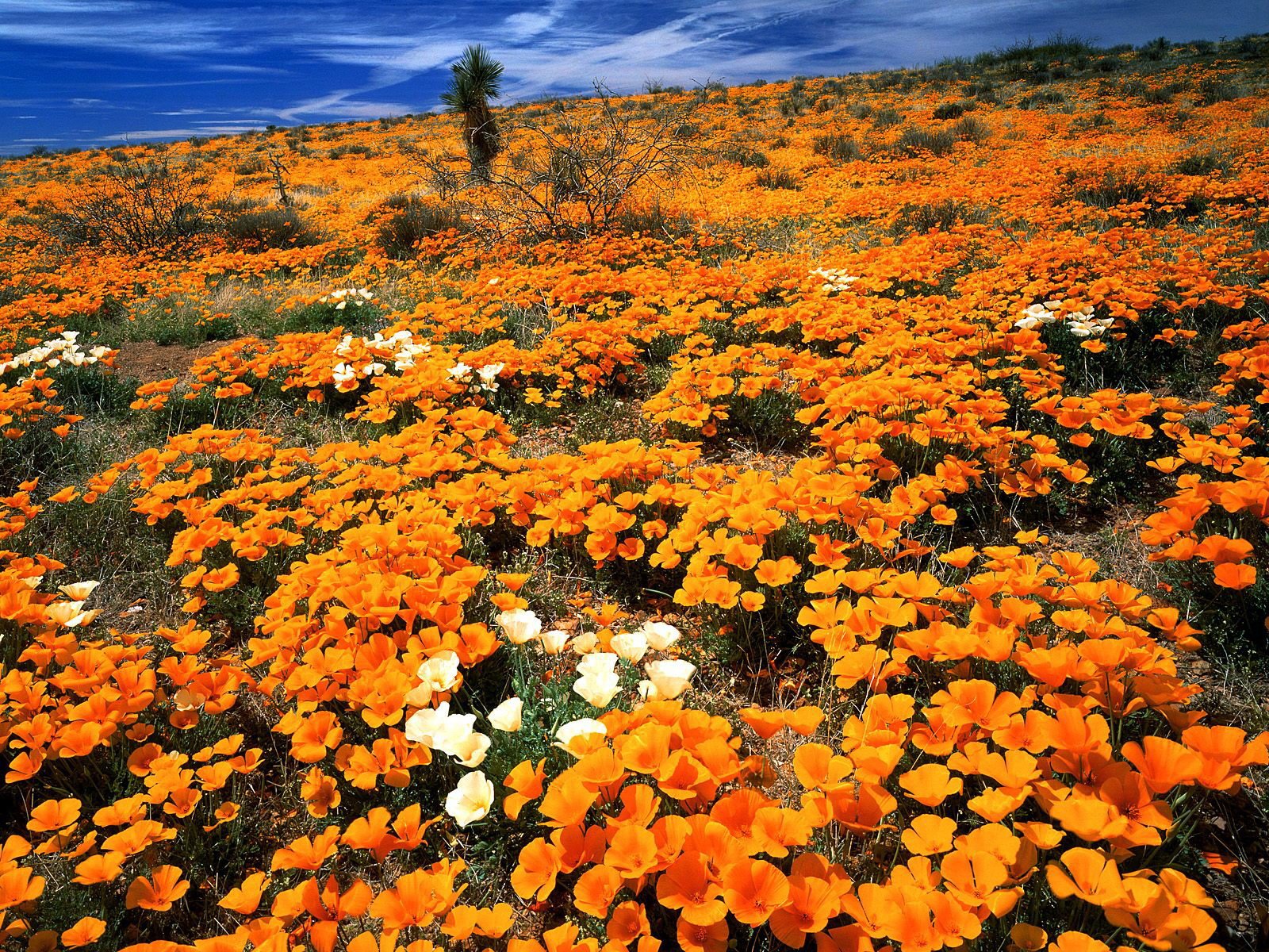 HD desktop wallpaper showcasing a vibrant field of orange and white wildflowers under a clear blue sky in a natural landscape.