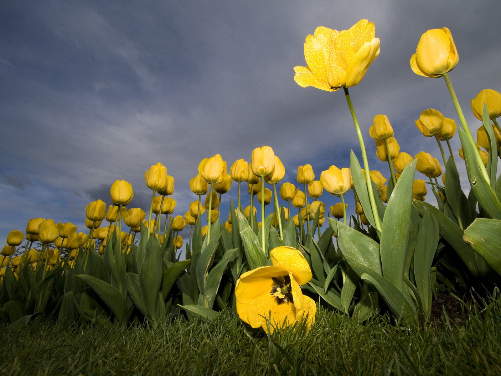 HD PC desktop wallpaper background: low-angle nature view of yellow tulips in a grassy field beneath dramatic clouds.