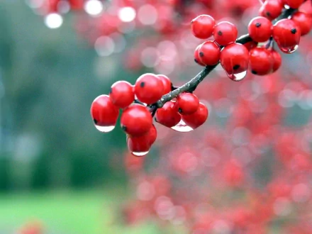 Close-up of vibrant red berries adorned with dew drops, set against a blurred green and red background, showcasing the beauty of nature in a stunning HD wallpaper.