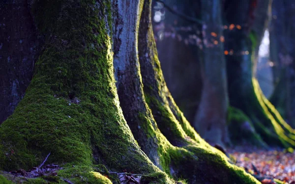 nature moss HD Desktop Wallpaper | Background Image