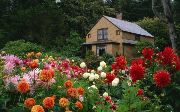 Man Made Garden Cottage Dahlia House HD Wallpaper | Background Image
