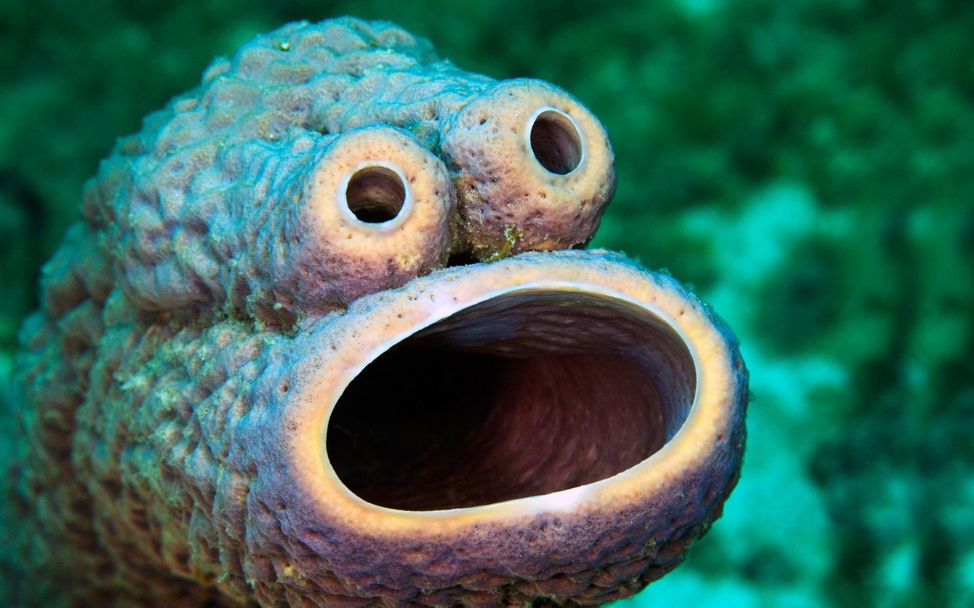 Download Animal Eel HD Wallpaper