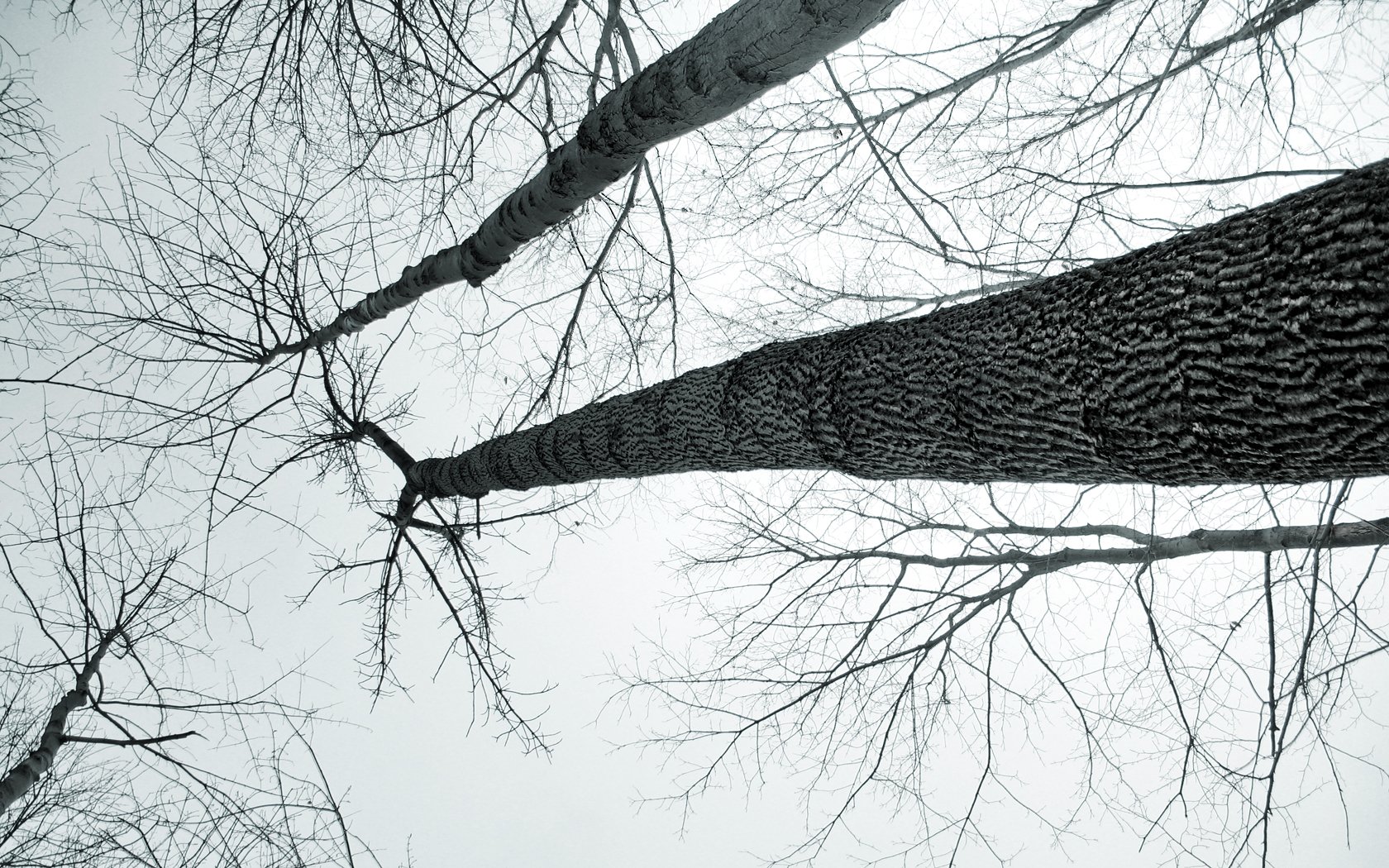 A striking HD wallpaper showcasing a towering tree viewed from below, its intricate bark and bare branches reaching into a cloudy sky, embodying the beauty of nature.