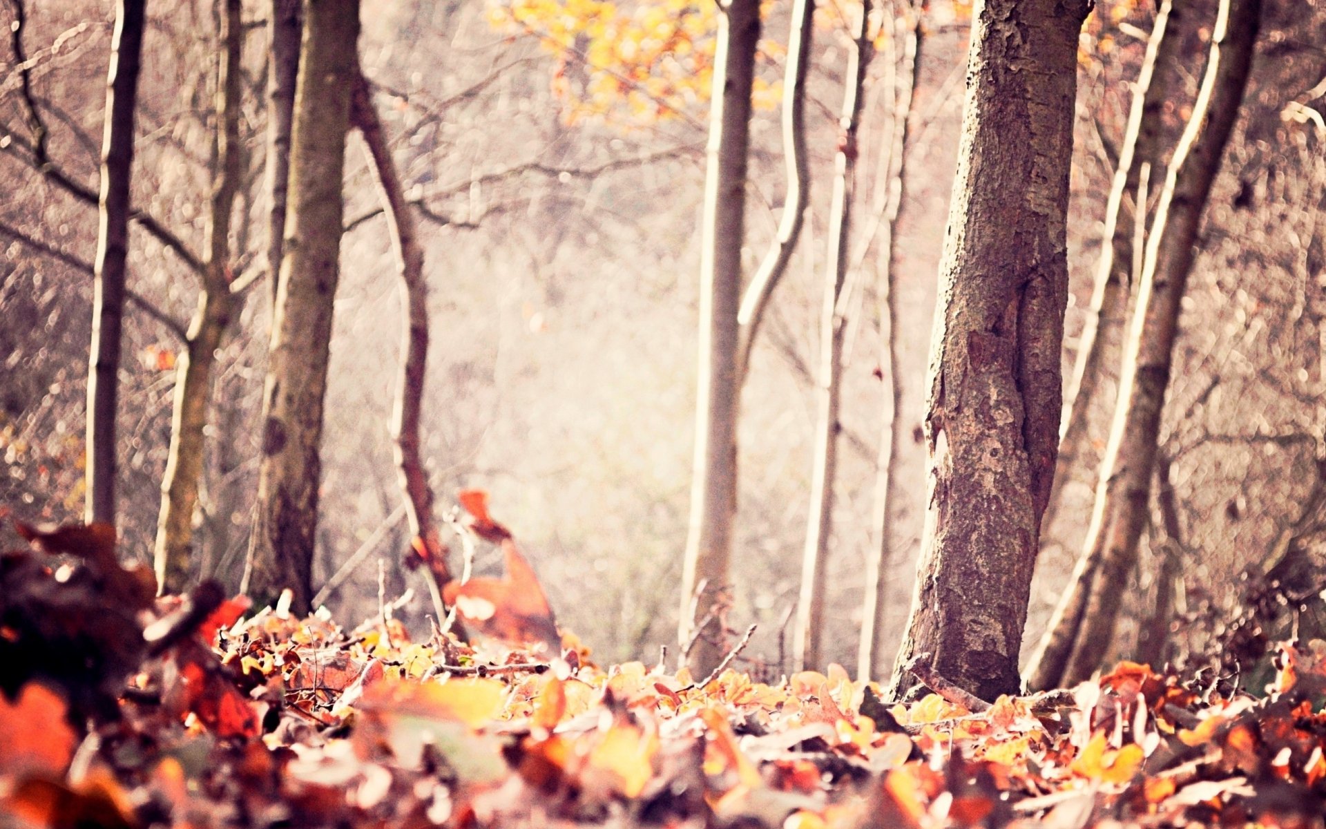 Осень листья лес