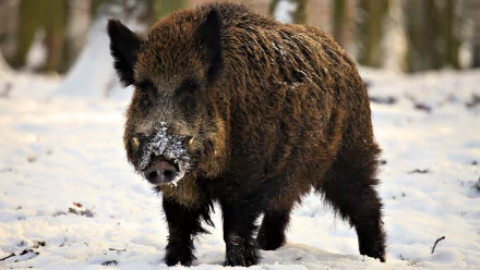  Wild Boar