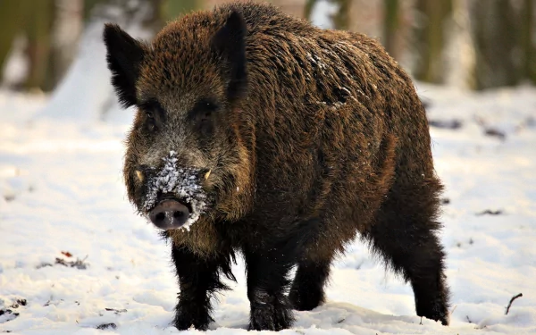  Wild Boar