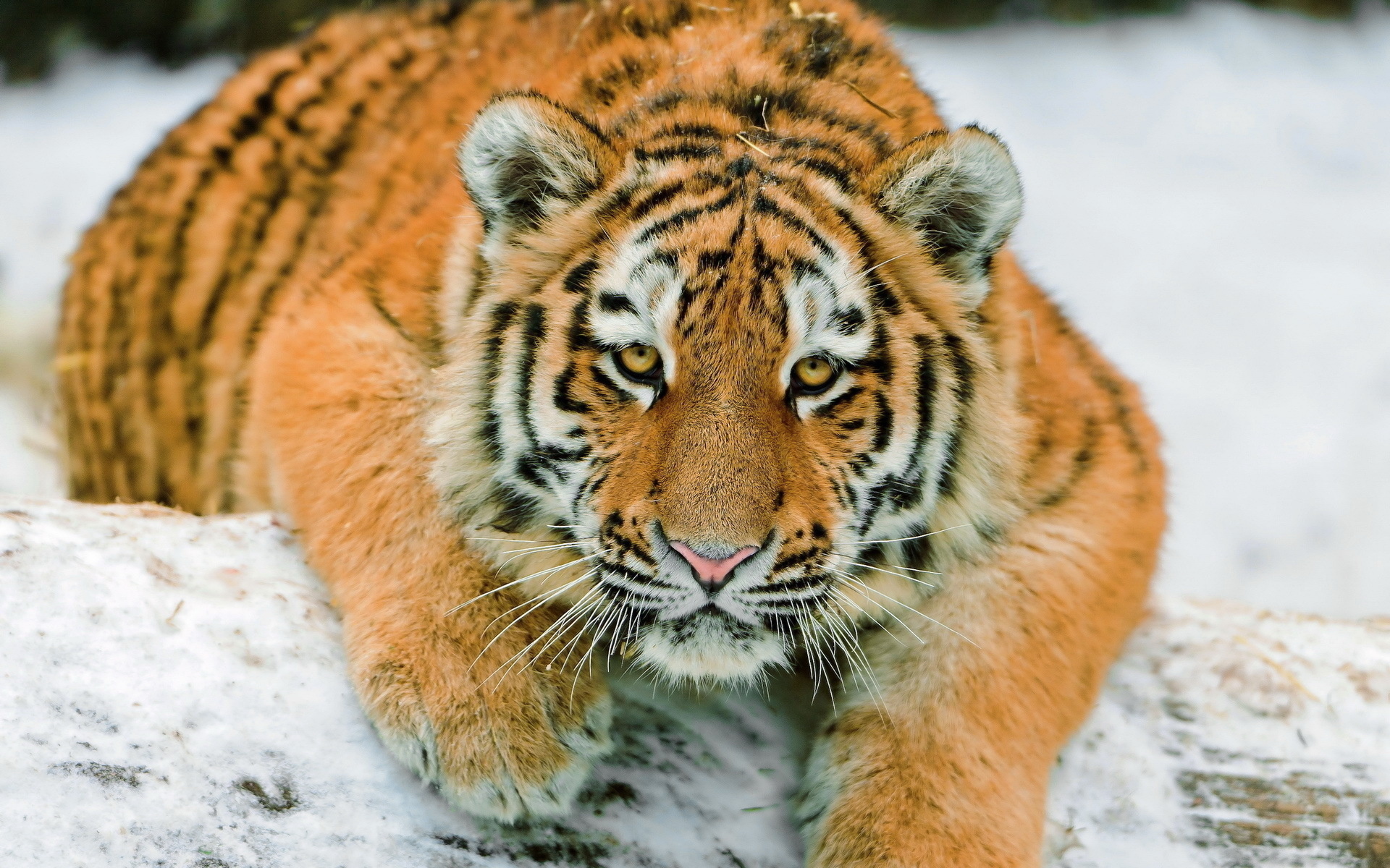 Download Animal Tiger HD Wallpaper