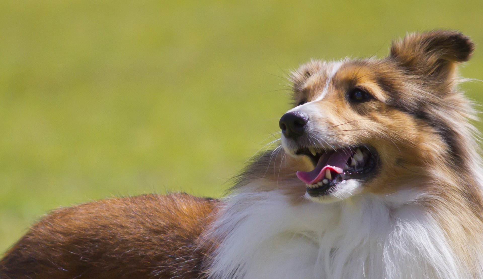 Beautiful dog by Gr8WhtJaak
