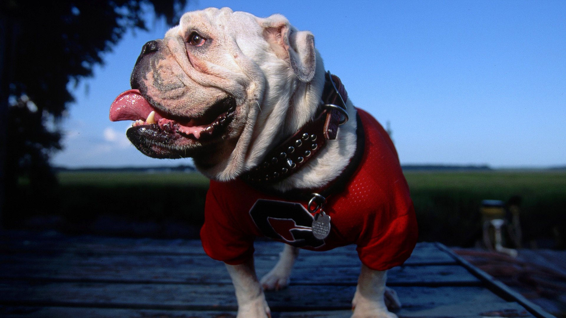 Animal, dog: white English bulldog in a red shirt and studded collar, tongue out on a wooden deck with field and blue sky — HD PC desktop wallpaper background.