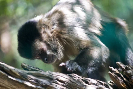 Close-up of a monkey perched on a tree branch, captured in sharp detail for a 4K Ultra HD PC desktop wallpaper background.