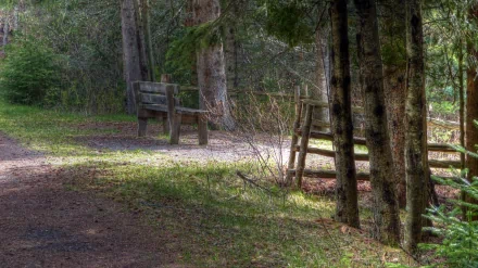 HDR photograph of a wooden bench along a forest path, captured in 4K Ultra HD quality, serving as a serene PC desktop wallpaper and background.