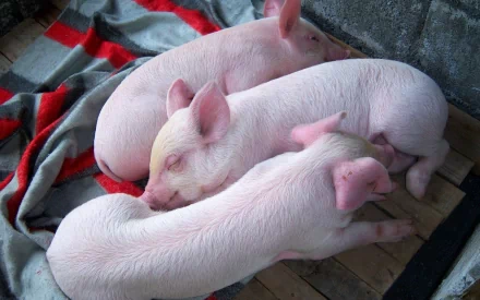  Piglets