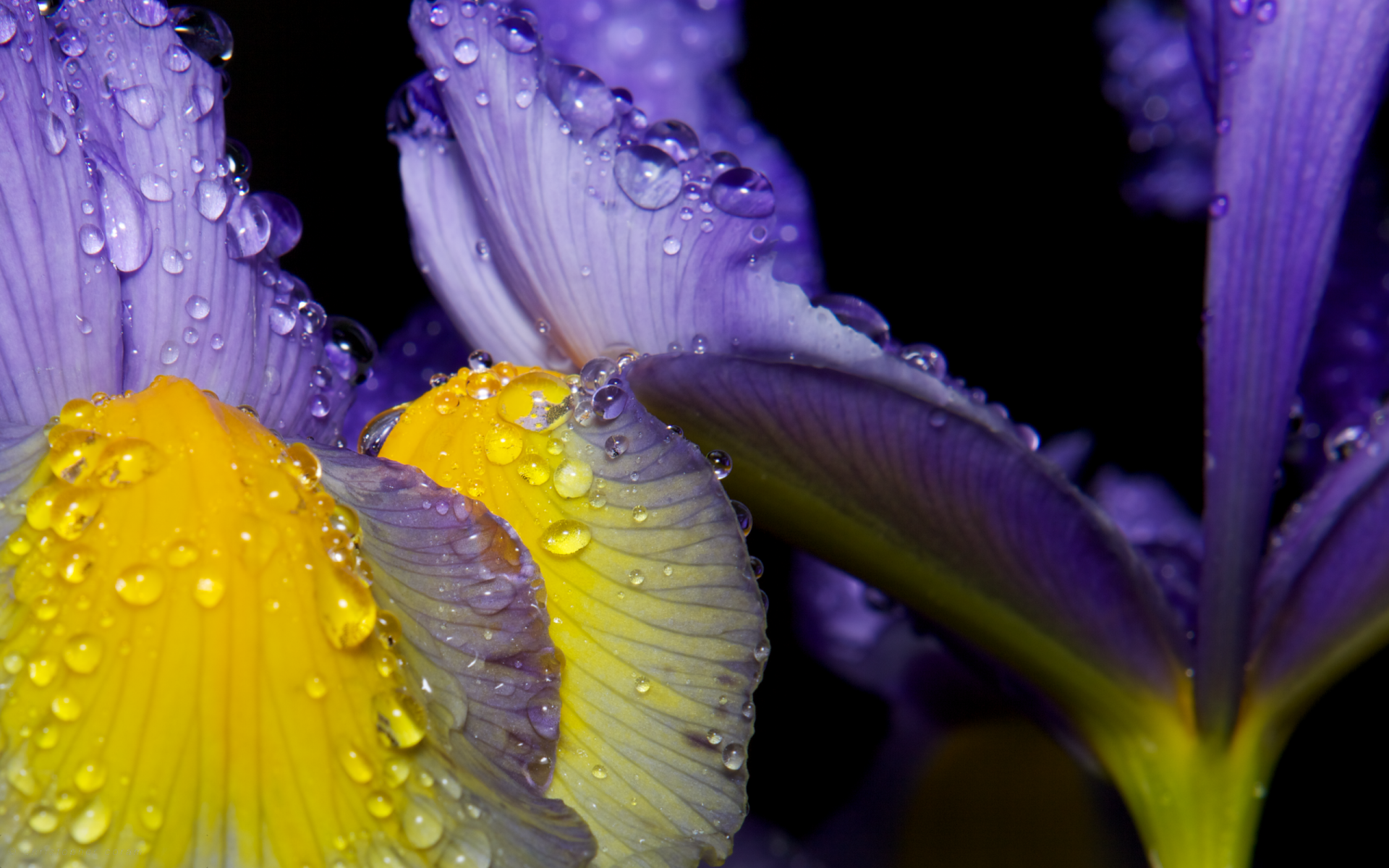 Close-up HD desktop wallpaper of blue and yellow flower petals adorned with glistening raindrops, capturing the beauty of nature in vivid detail.