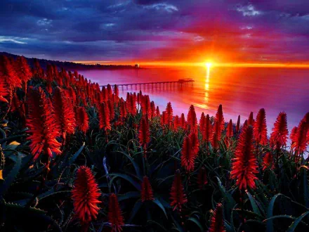A vibrant HD desktop wallpaper showcasing a stunning sunset over water, with a bridge in the background and striking red flowers in the foreground. Nature's beauty captured at its finest.
