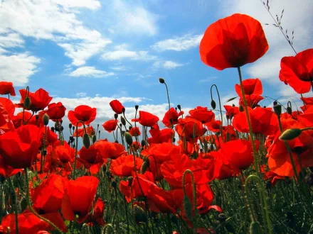 Vivid red poppies bloom under a bright blue sky with scattered clouds, creating a striking HD PC desktop wallpaper of nature’s beauty.
