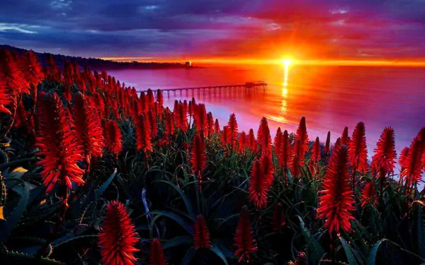 A vibrant HD desktop wallpaper showcasing a stunning sunset over water, with a bridge in the background and striking red flowers in the foreground. Nature's beauty captured at its finest.