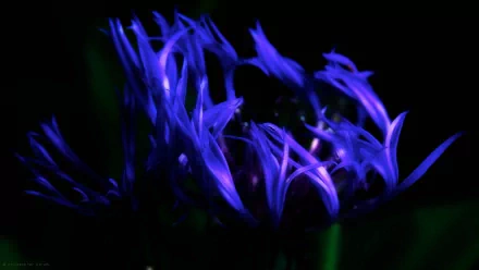HD desktop wallpaper featuring a blue flower with flame-like petals glowing vividly against a dark background, blending elements of nature and fire.