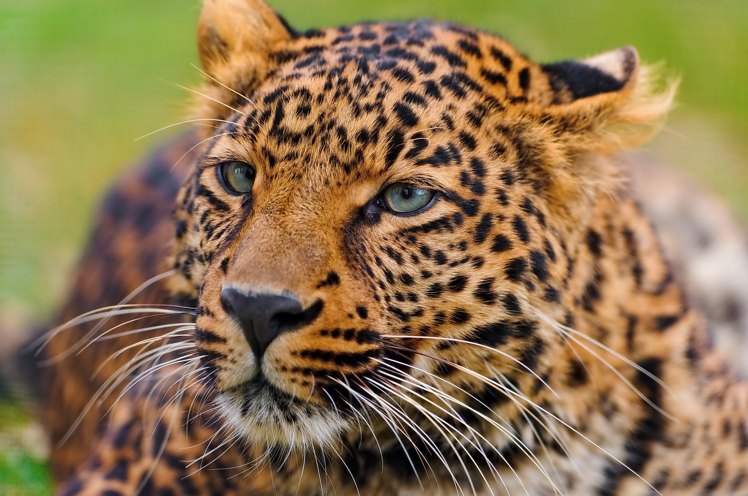 Download Animal Leopard HD Wallpaper