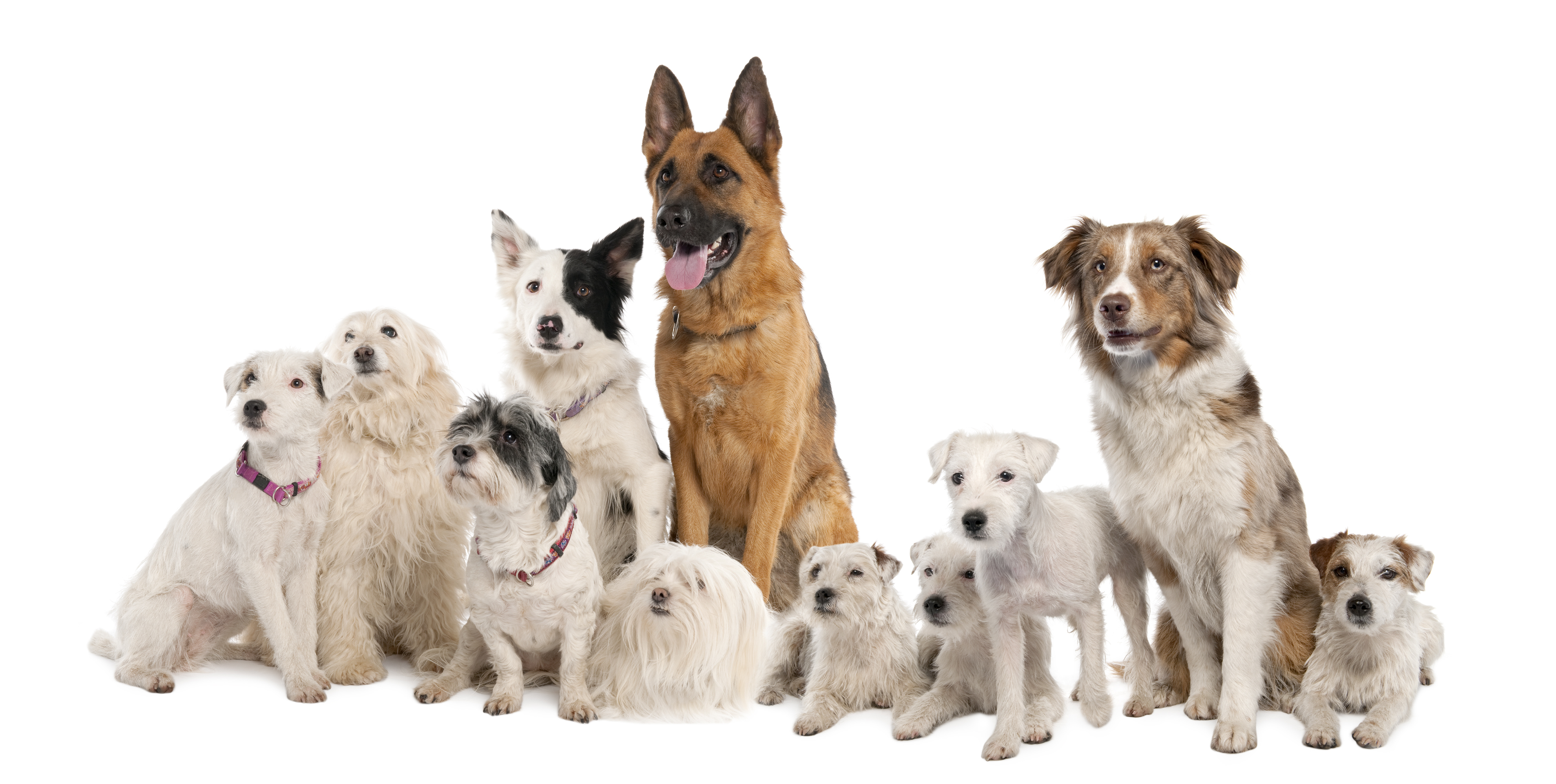 Animal Dog HD Wallpaper