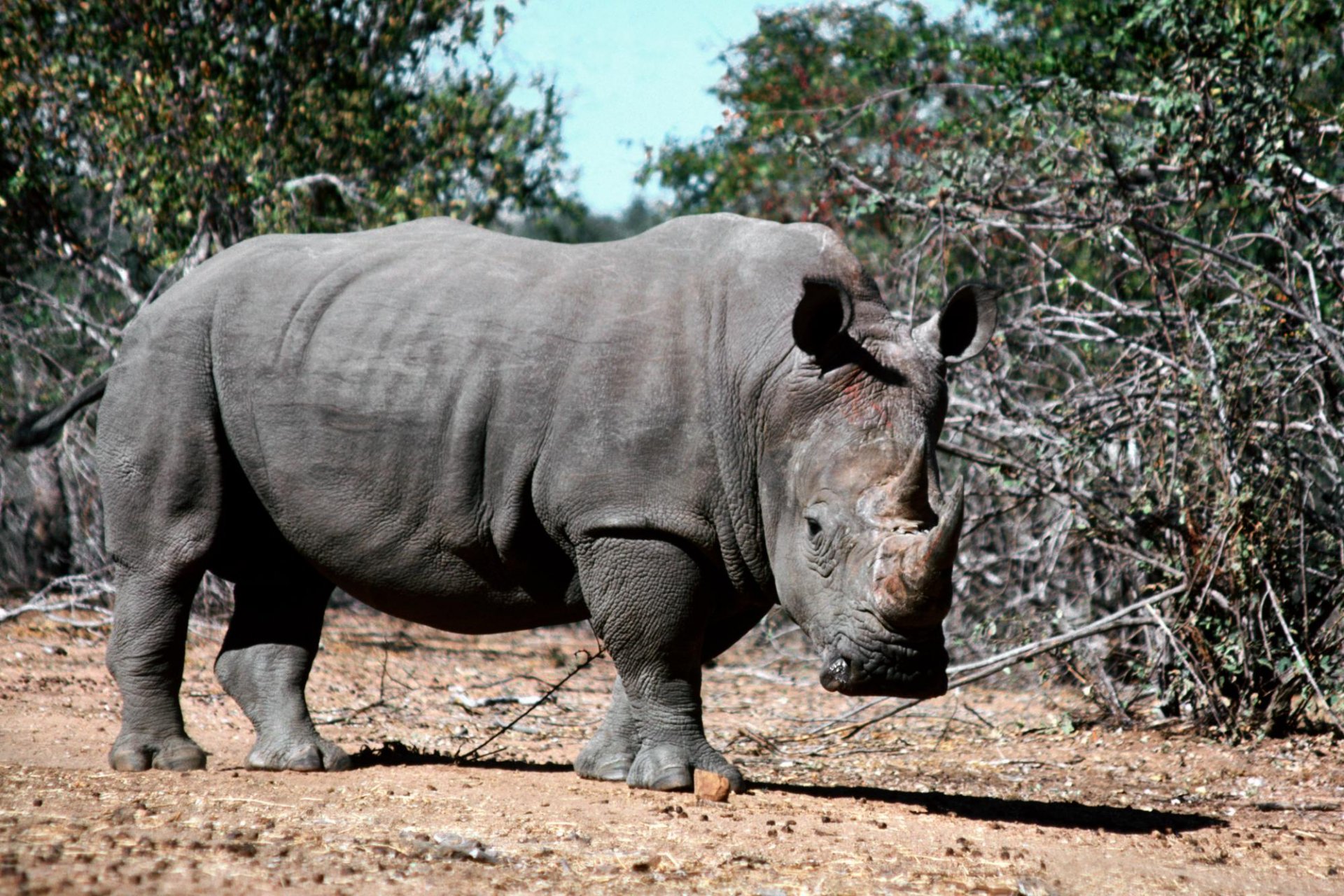 Download Animal Rhino HD Wallpaper