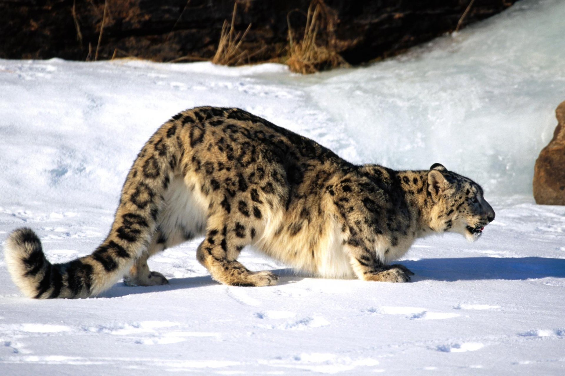 Download Animal Snow Leopard HD Wallpaper