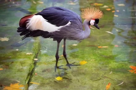  Heron
