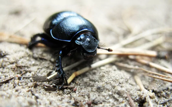 Animal beetle HD Desktop Wallpaper | Background Image