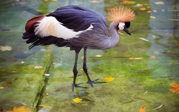 Animal Grey Crowned Crane Birds Cranes Heron HD Wallpaper | Background Image