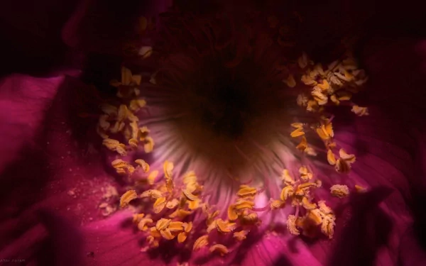 Close-up HD desktop wallpaper of a rose's center showcasing vibrant yellow and red petals and intricate natural details.