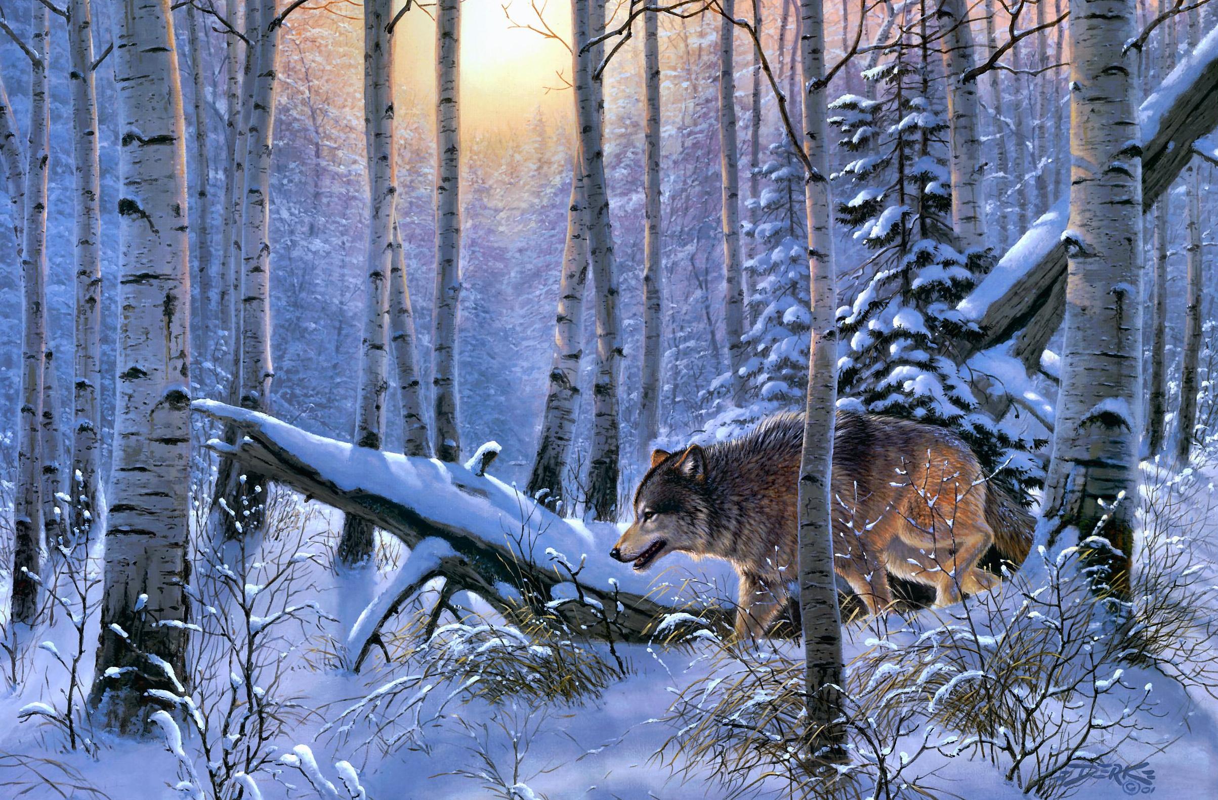 Wolf HD Wallpaper by Derk Hansen