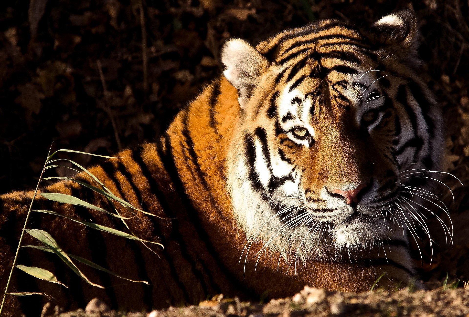 Download Animal Tiger HD Wallpaper